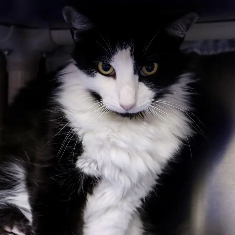 An adult large-sized male Black Domestic Short Hair cat named Sylvester for adoption in Austin, TX