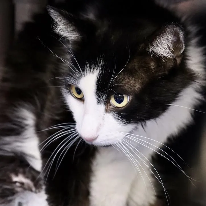 Sylvester thumbnail 2