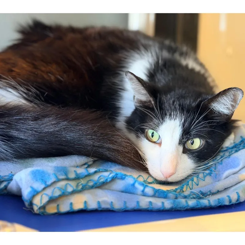 Sylvester thumbnail 6