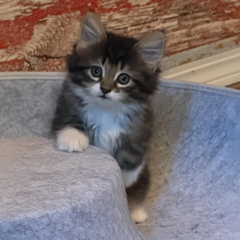 A baby small-sized female Gray / Blue / Silver Domestic Long Hair cat named Hera for adoption in Wichita, KS