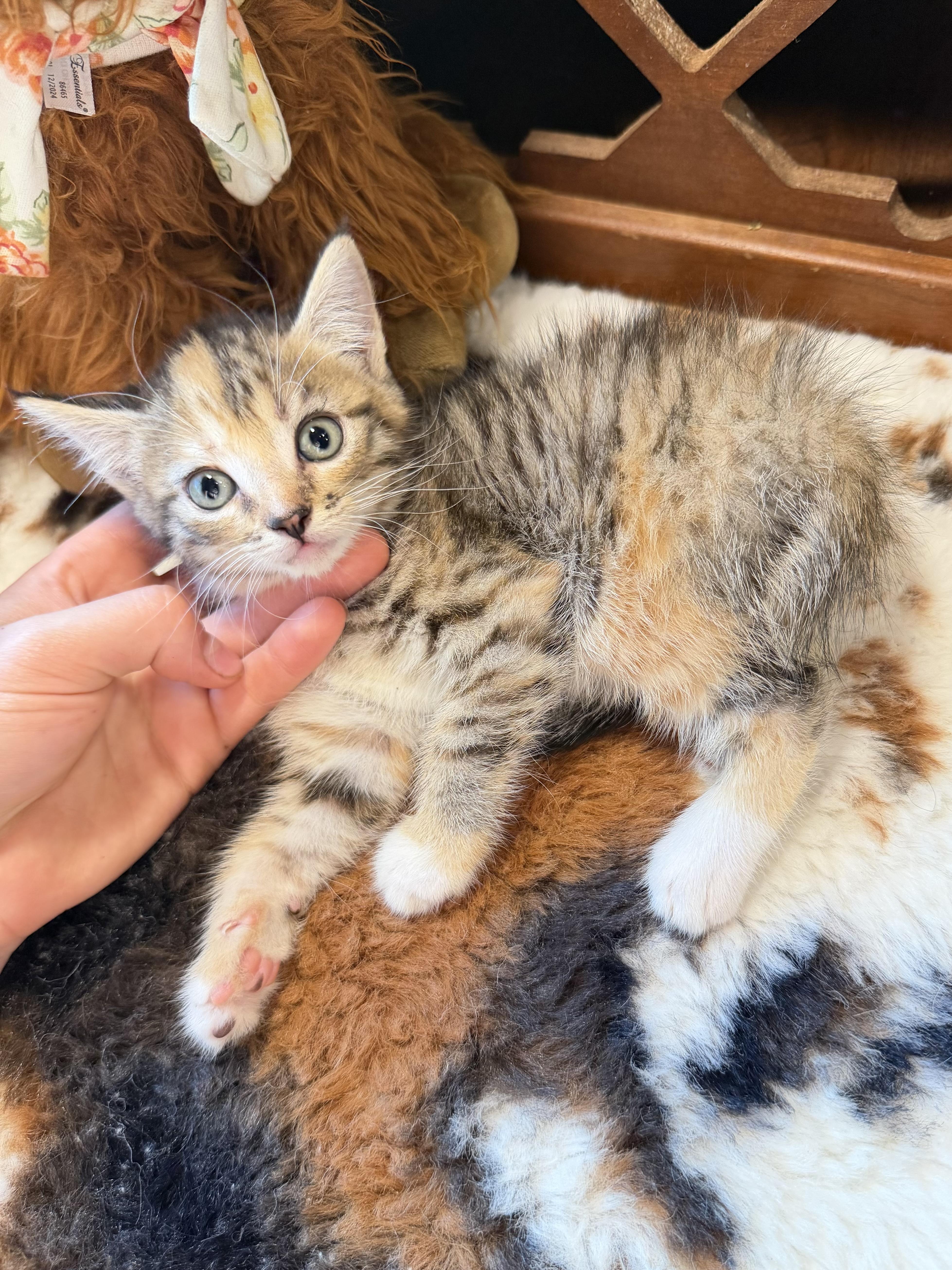 A baby medium-sized female Calico Ragdoll cat named Rosie for adoption in toledo, OH
