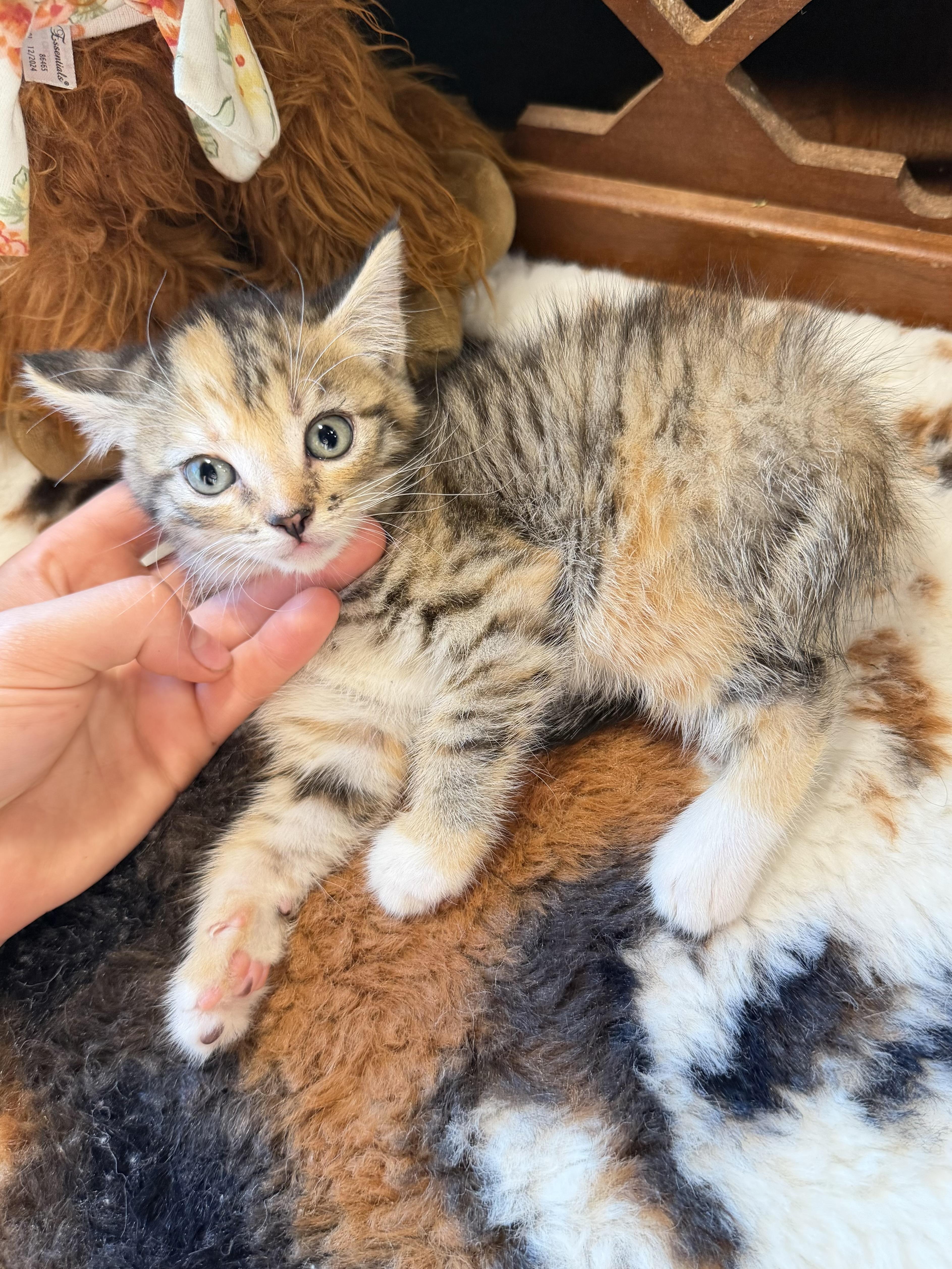 Rosie thumbnail 6