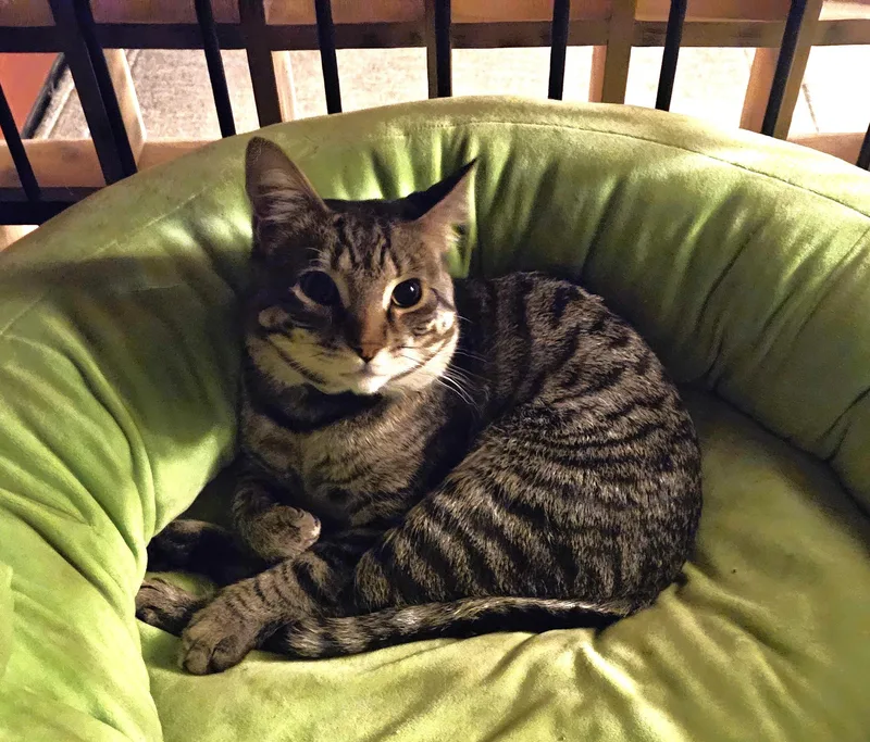 A young medium-sized male Tabby (Gray / Blue / Silver) Tabby cat named Rocket for adoption in Canoga Park, CA