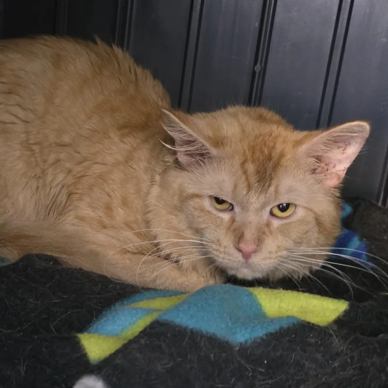 A young medium-sized male Orange / Red Domestic Short Hair cat named Mowgli for adoption in Fort Wayne, IN