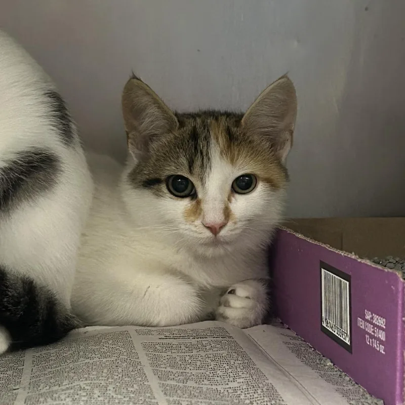 A baby small-sized female White Domestic Short Hair cat named Betty for adoption in Charleston, WV