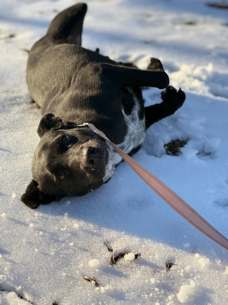 An adult medium-sized female Labrador Retriever dog named Roxy  Transport for adoption in Gradyville, KY