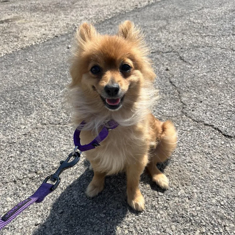 An adult small-sized female Yellow / Tan / Blond / Fawn Pomeranian dog named Melania for adoption in South Elgin, IL
