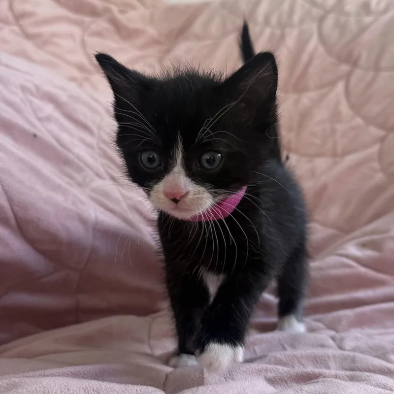 A baby small-sized female Black Domestic Short Hair cat named Sylvia Plath for adoption in Los Angeles, CA