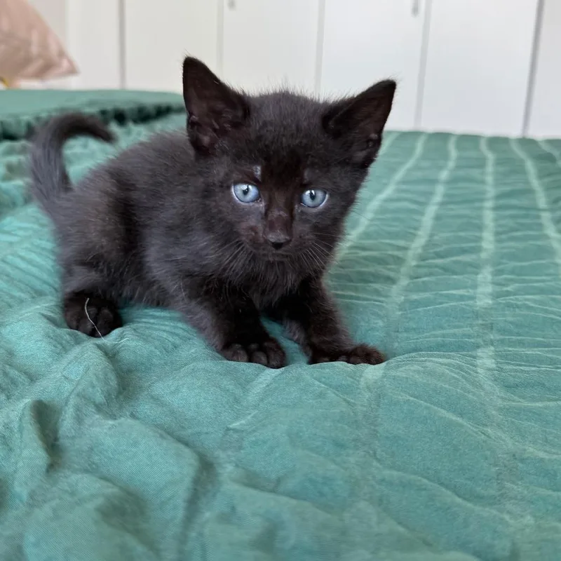 A baby small-sized female Black Domestic Short Hair cat named Selkie for adoption in Middle Village, NY