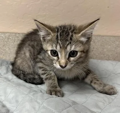 A young small-sized female Domestic Short Hair cat named Km for adoption in Phoenix, AZ