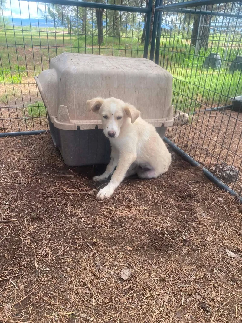 A baby large-sized female White / Cream Great Pyrenees dog named Bonnie for adoption in Uxbridge, MA
