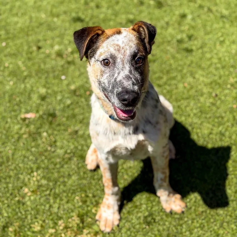 A baby medium-sized male Black Australian Cattle Dog / Blue Heeler dog named Pepper for adoption in Gainesville, GA