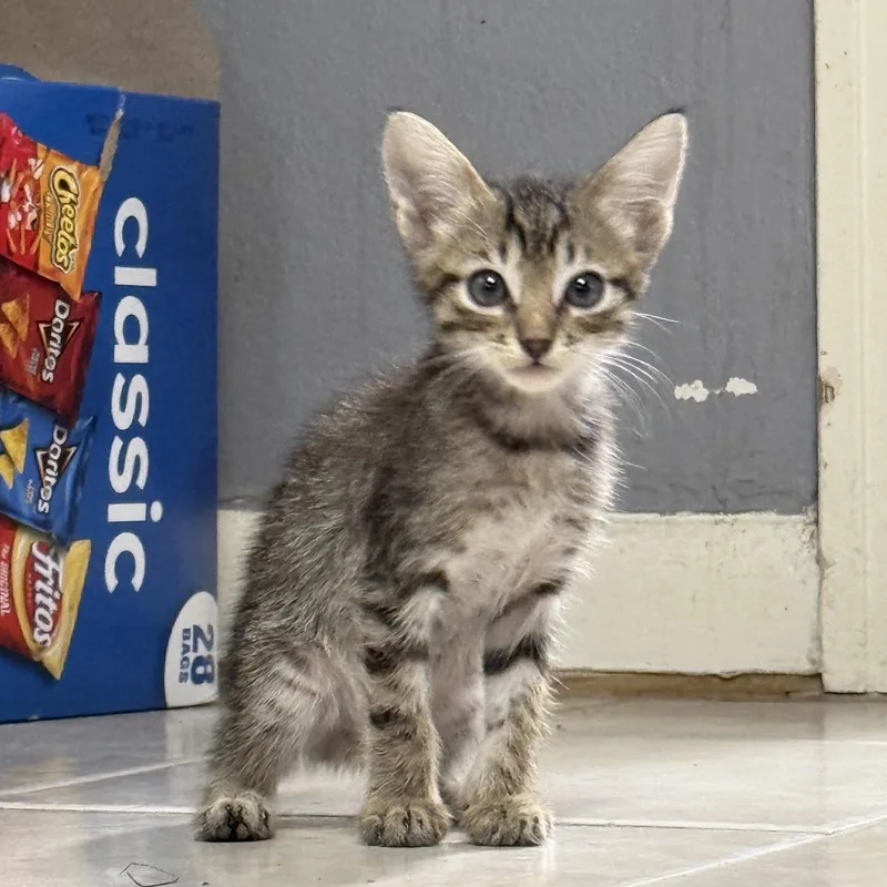 A baby medium-sized male Tabby (Buff / Tan / Fawn) Domestic Short Hair cat named Bart for adoption in Liverpool, TX