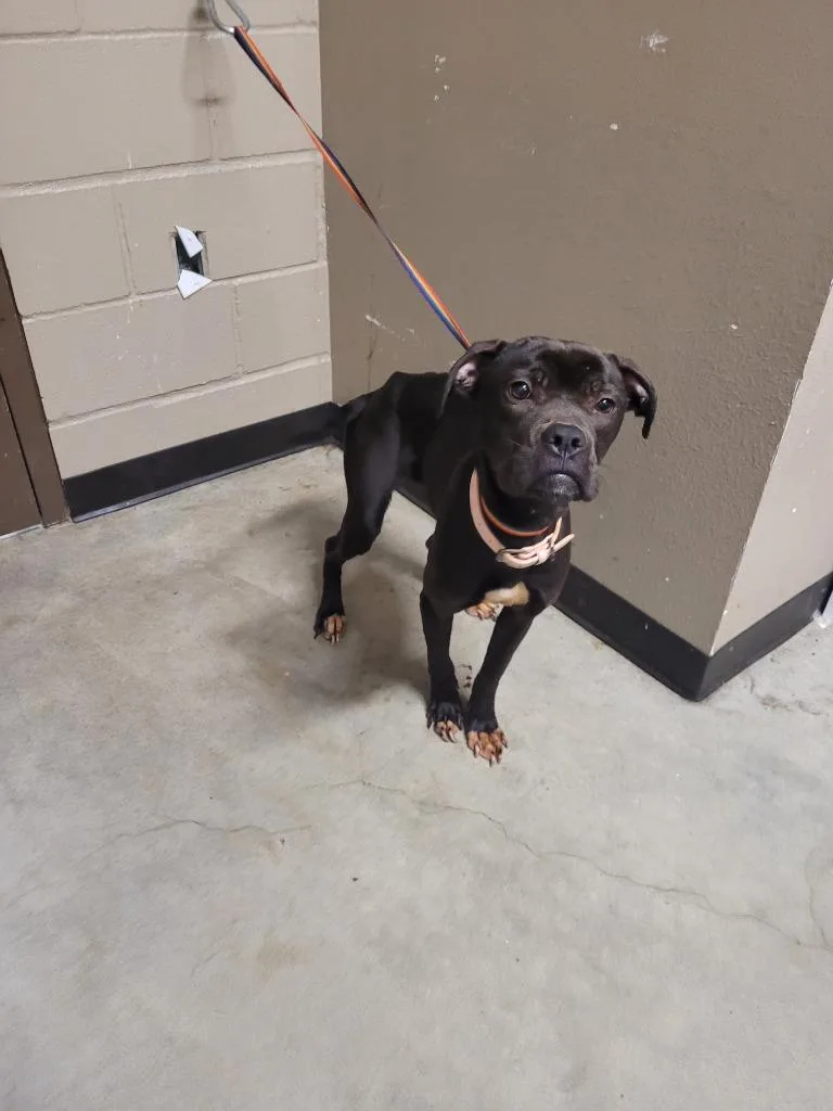 An adult medium-sized female Boxer dog named Birdie for adoption in Huntsville, TX
