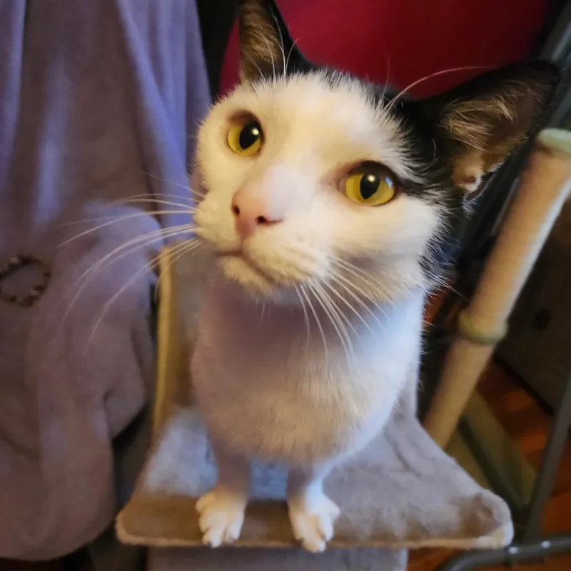 An adult small-sized male Domestic Short Hair cat named Ethan for adoption in Woodbridge, VA