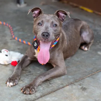 A young medium-sized female Mixed Breed dog named Foglight for adoption in Chamblee, GA