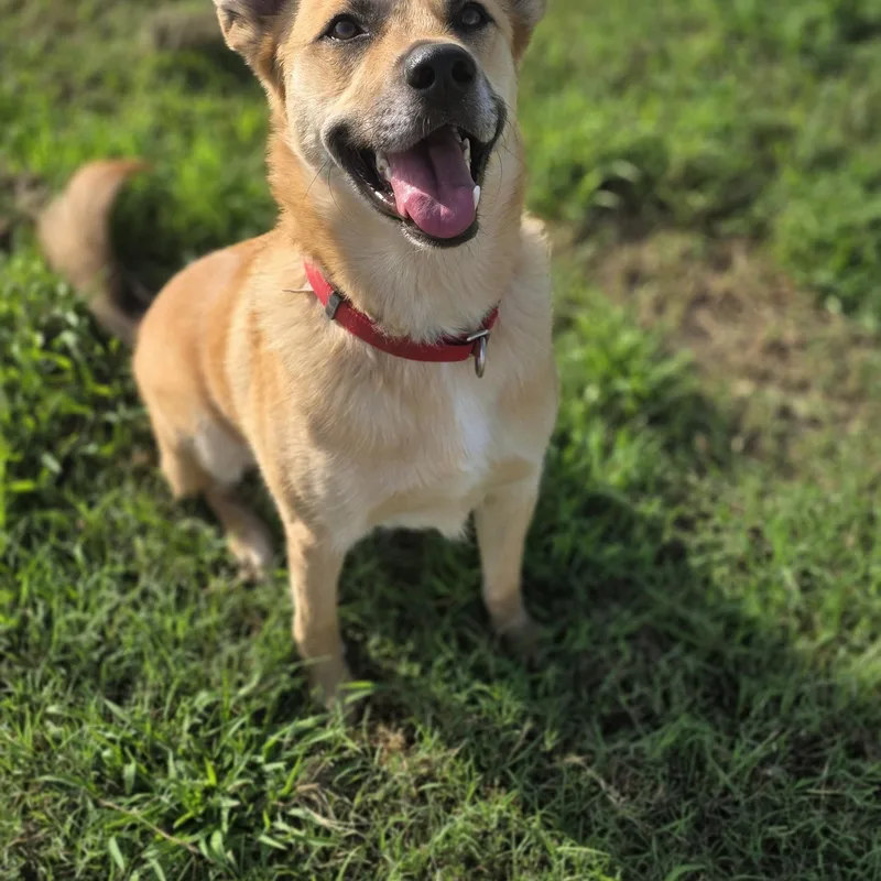 An adult large-sized male Apricot / Beige Black Mouth Cur dog named Charlie for adoption in Point, TX