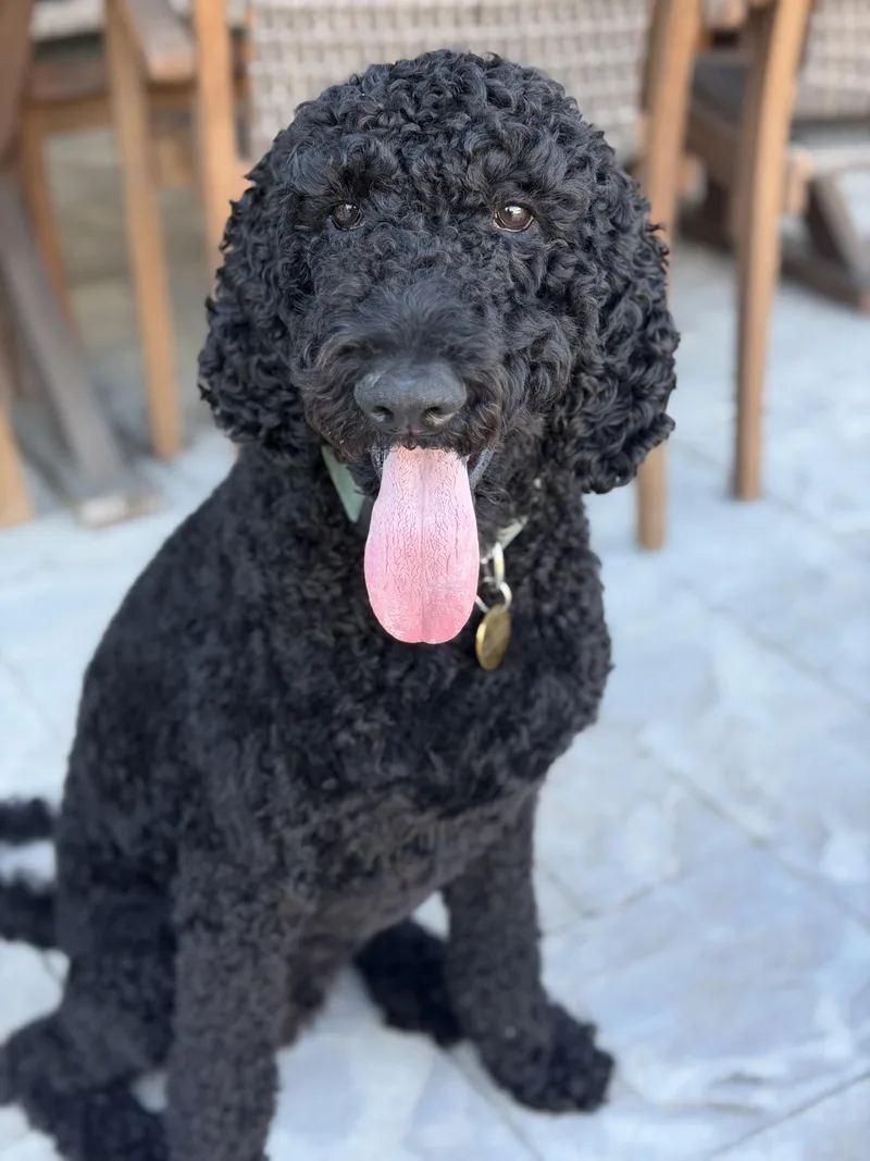 An adult medium-sized male Black Standard Poodle dog named Duke for adoption in Spring hill, TN