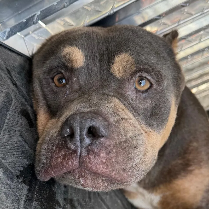 An adult large-sized male Gray / Blue / Silver Terrier dog named Brutus for adoption in Bronson, FL