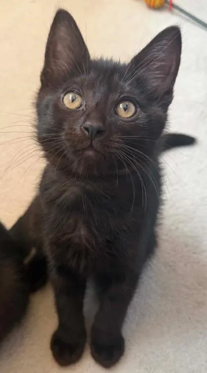 A baby medium-sized female Black & White / Tuxedo Domestic Short Hair cat named Bailey for adoption in Battle Creek, MI