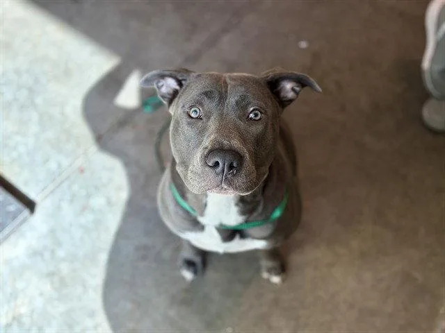 An adult large-sized female Pit Bull Terrier dog named Angelica for adoption in Tavares, FL