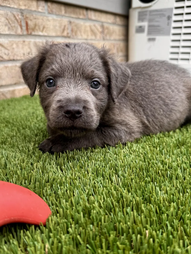 A baby medium-sized male Labrador Retriever dog named Nolan for adoption in Mount Juliet, TN