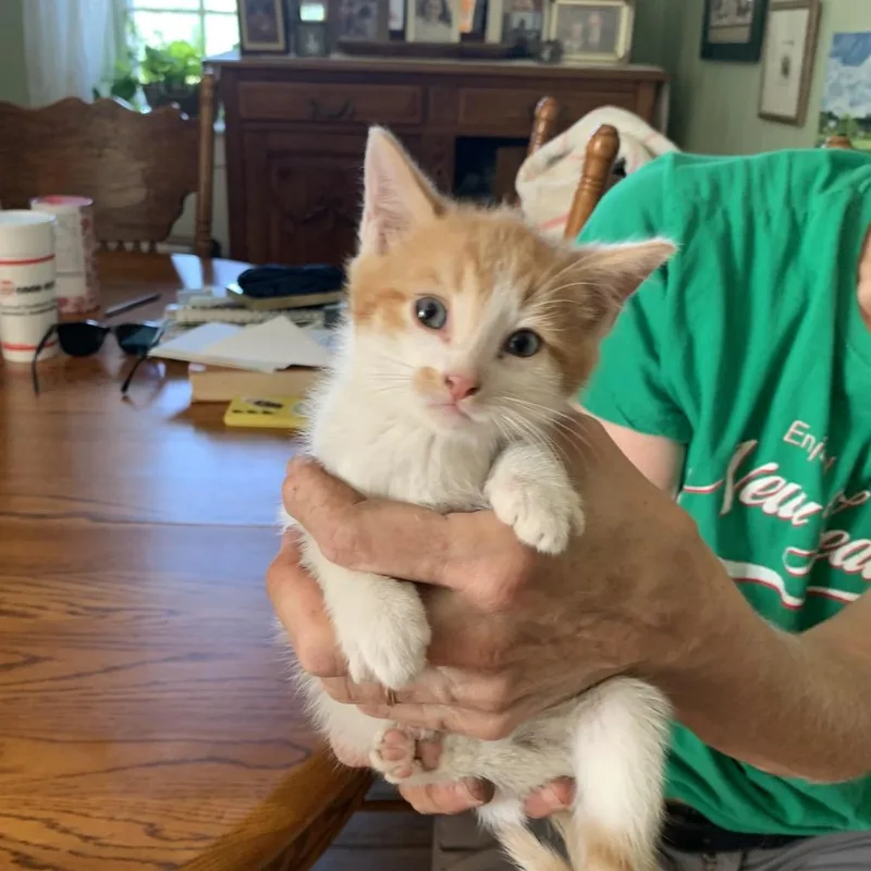 A baby small-sized male White Domestic Short Hair cat named Peanut Shumway for adoption in Woodstock, VA