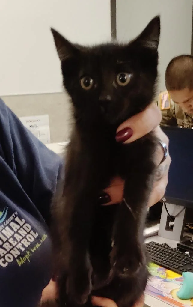 A baby medium-sized female Domestic Short Hair cat named Jersey for adoption in Clarksville, TN