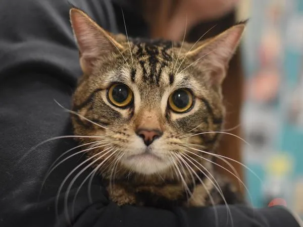 A young small-sized male Domestic Short Hair cat named Leo for adoption in Portland, OR