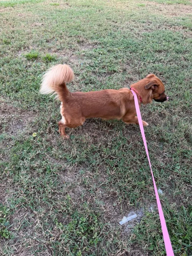 An adult small-sized female Golden Retriever dog named Ella for adoption in Orlando, FL