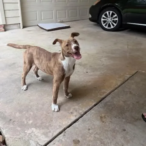 A baby medium-sized female Brindle Pit Bull Terrier dog named Brown Suga for adoption in Spring, TX