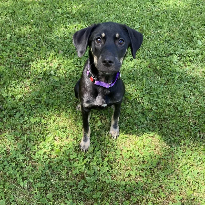 A young small-sized female Black Labrador Retriever dog named Pecan for adoption in Attica, NY