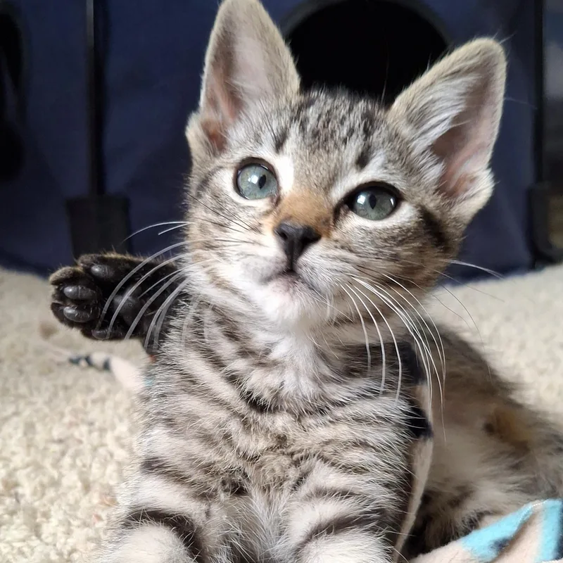 A baby small-sized female Tabby (Brown / Chocolate) Domestic Short Hair cat named Nimble for adoption in Yorba Linda, CA