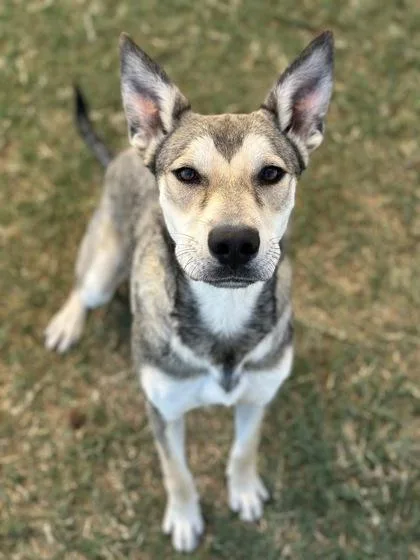 Princessa thumbnail 3