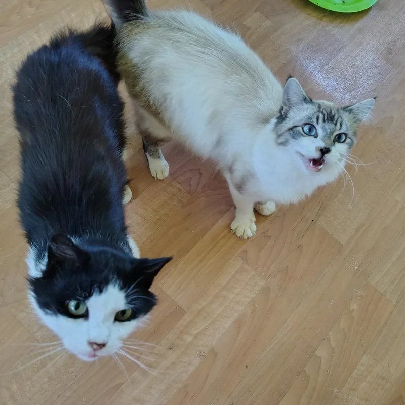 An adult medium-sized male Blue Point Siamese cat named Bastion & Troy for adoption in Montour Falls, NY
