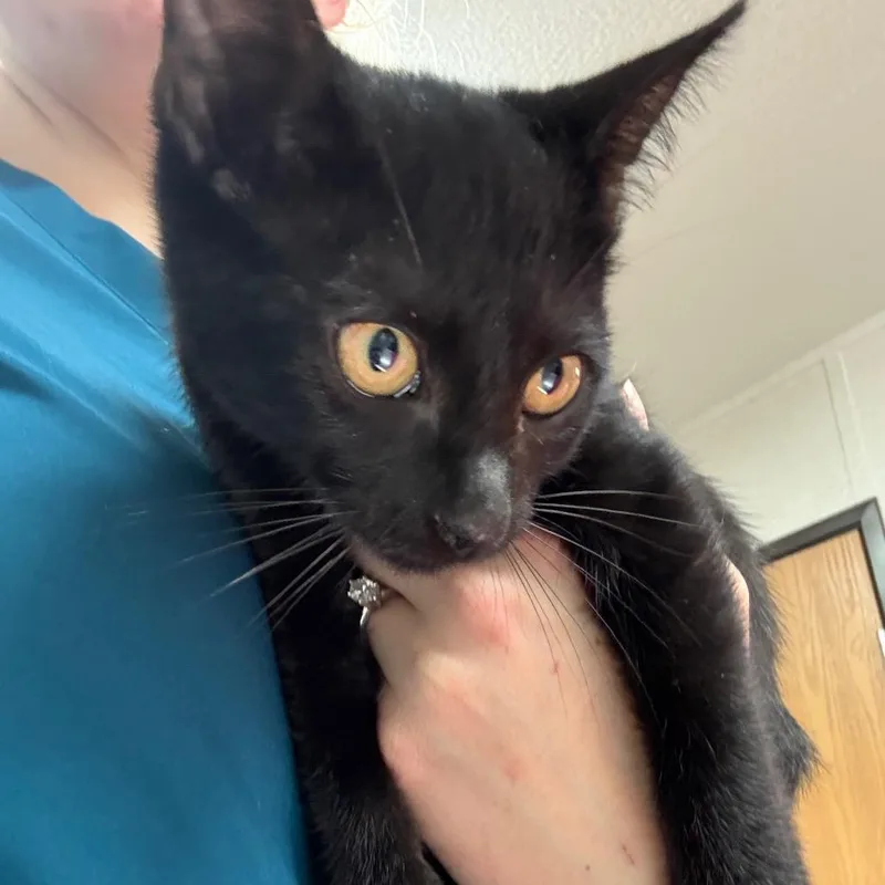 A baby small-sized female Black Domestic Short Hair cat named Taffy Toots for adoption in Pensacola, FL
