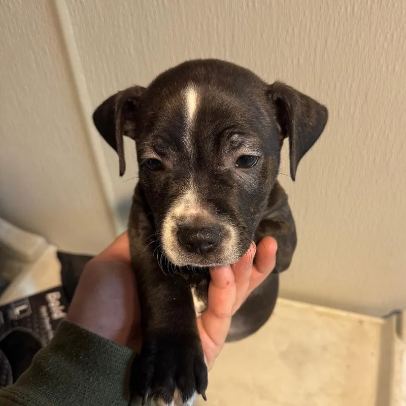 A baby small-sized male Black Terrier dog named Helios for adoption in Tampa, FL