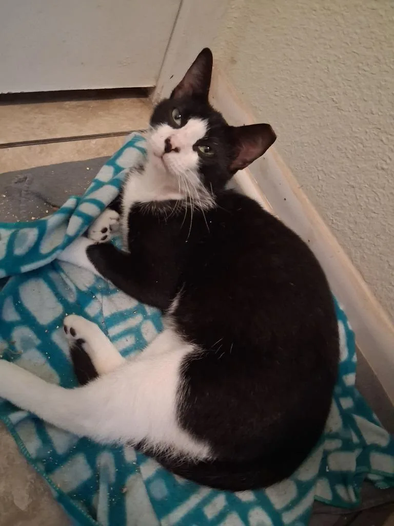 A young medium-sized male Domestic Short Hair cat named Charlie Boy for adoption in San Antonio, TX