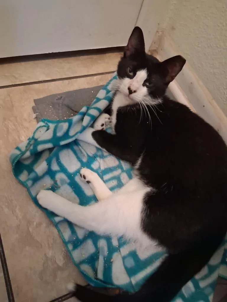 Charlie Boy thumbnail 3
