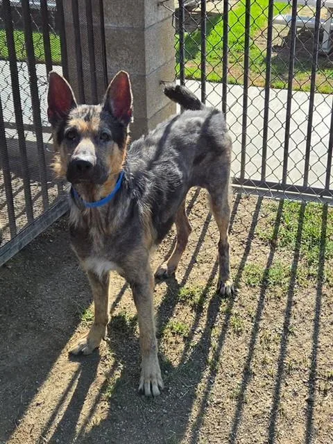 An adult medium-sized male German Shepherd Dog dog named Paddington for adoption in Riverside, CA