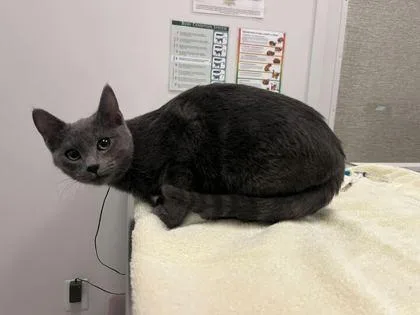 A baby medium-sized female Gray / Blue / Silver Domestic Short Hair cat named Toni Breidinger for adoption in Kansas City, MO