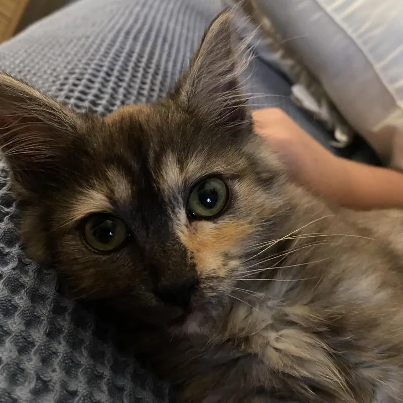Kiki