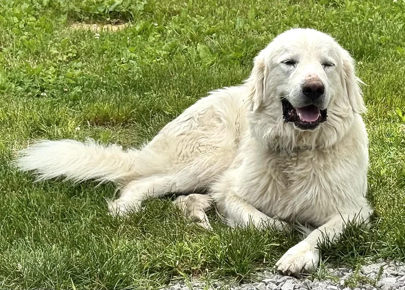 A young large-sized male White / Cream Great Pyrenees dog named Zack Special Needs for adoption in Andover, MA