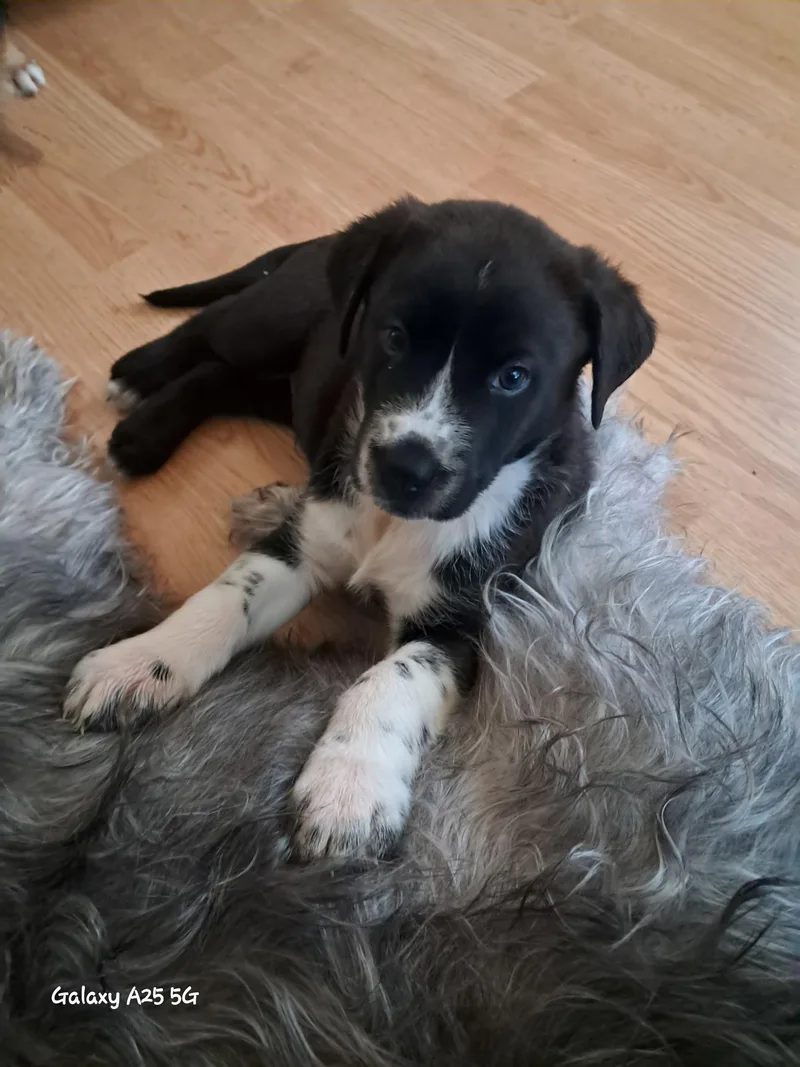 A baby medium-sized male Black Border Collie dog named Stanley for adoption in Yarnell, AZ