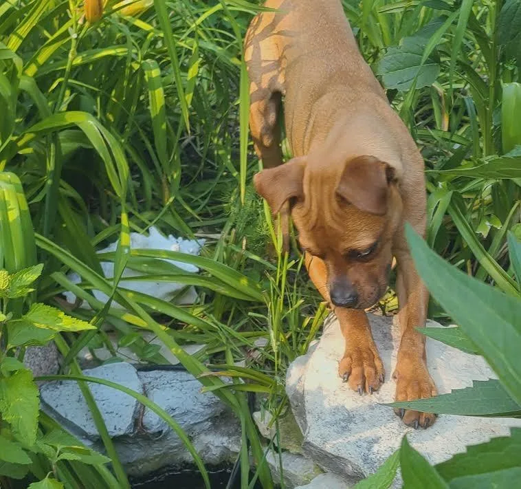 A baby small-sized female Boxer dog named Clover for adoption in Barrington, IL