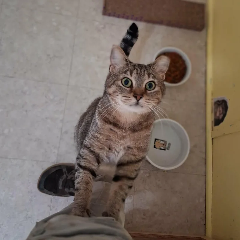 An adult large-sized male Domestic Short Hair cat named Thom for adoption in Vine Grove, KY