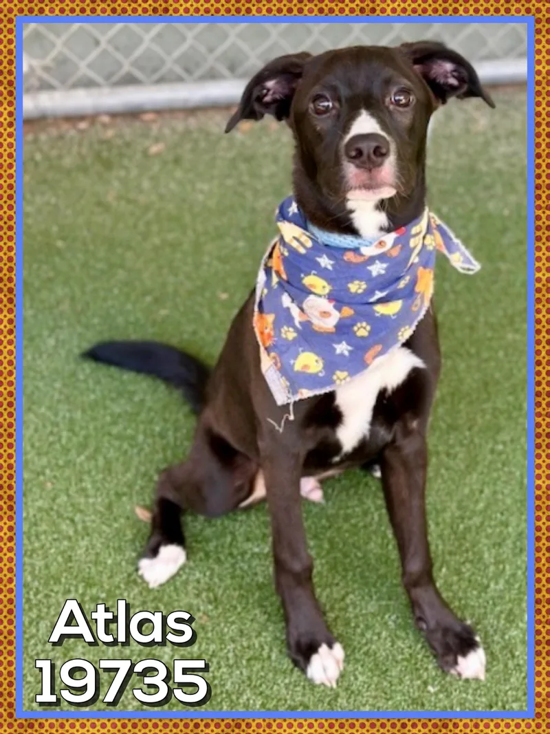 A baby medium-sized male Black Labrador Retriever dog named Atlas for adoption in Marietta, GA