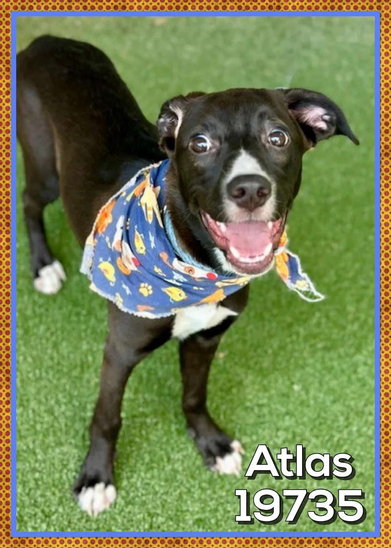 Atlas thumbnail 2