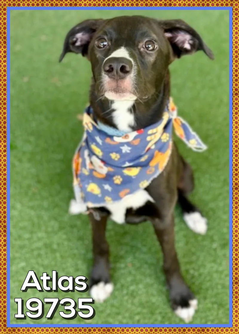 Atlas thumbnail 3