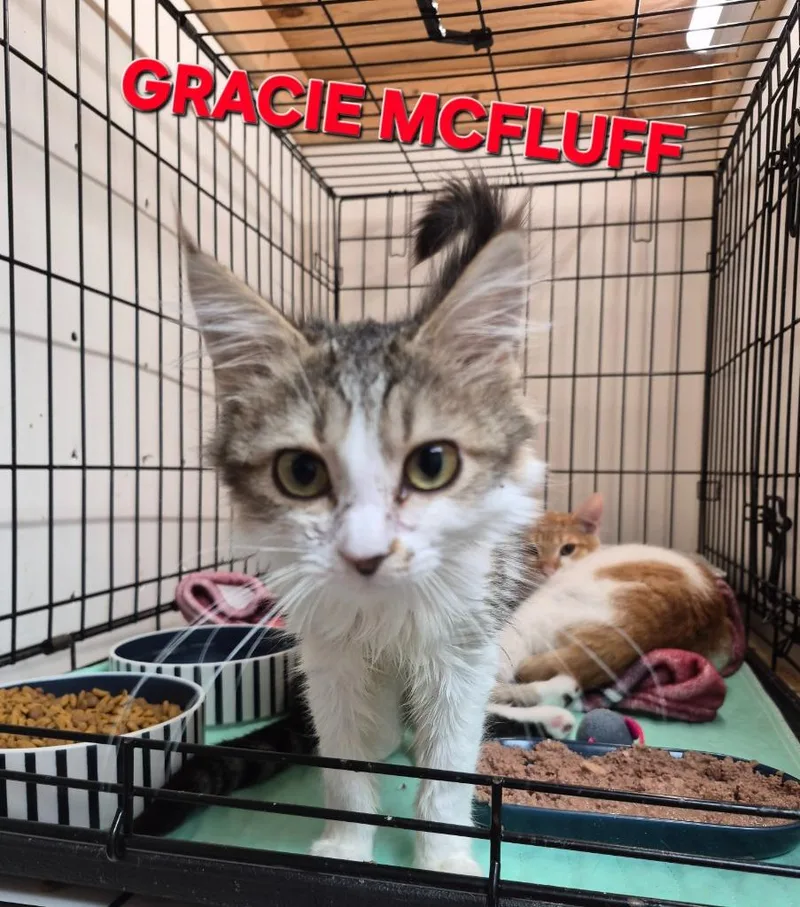 Gracie McFluff